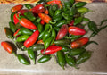 Early Jalapeño