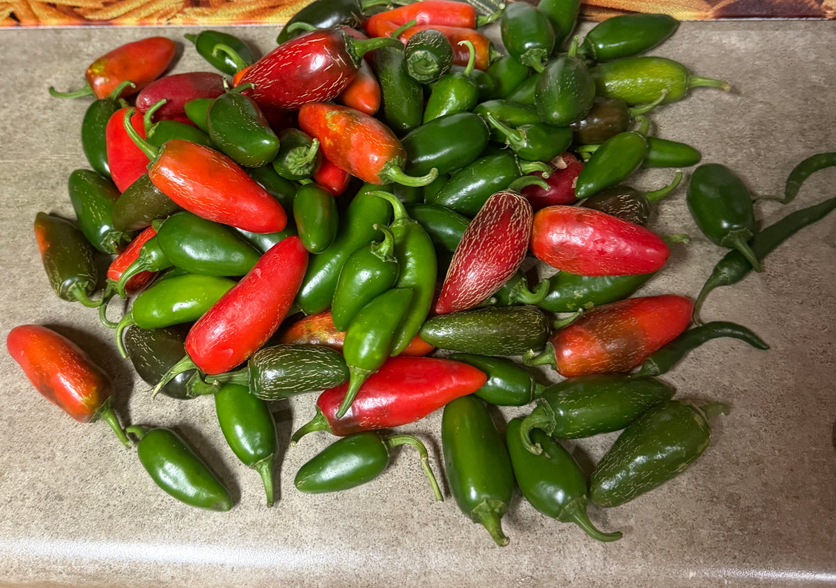 Early Jalapeño