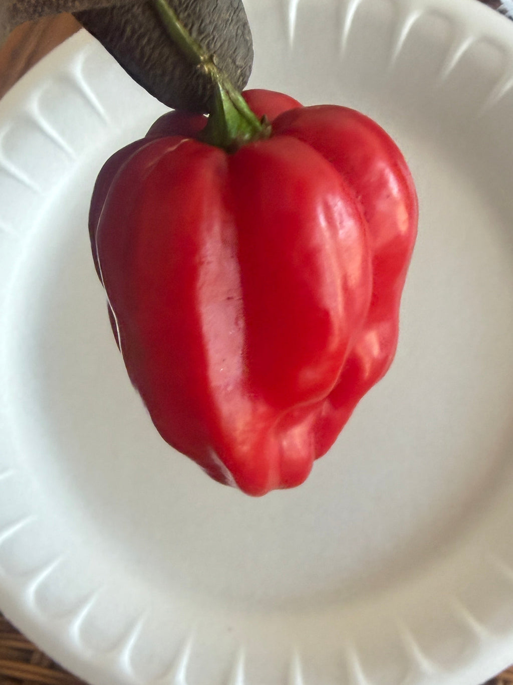 Red Habanero