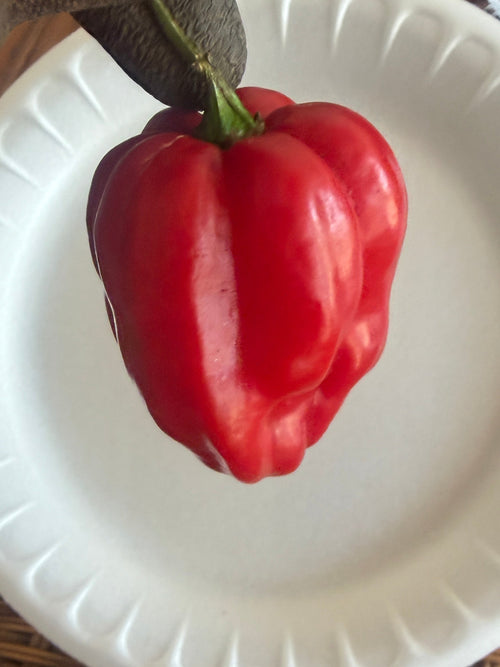 Red Habanero