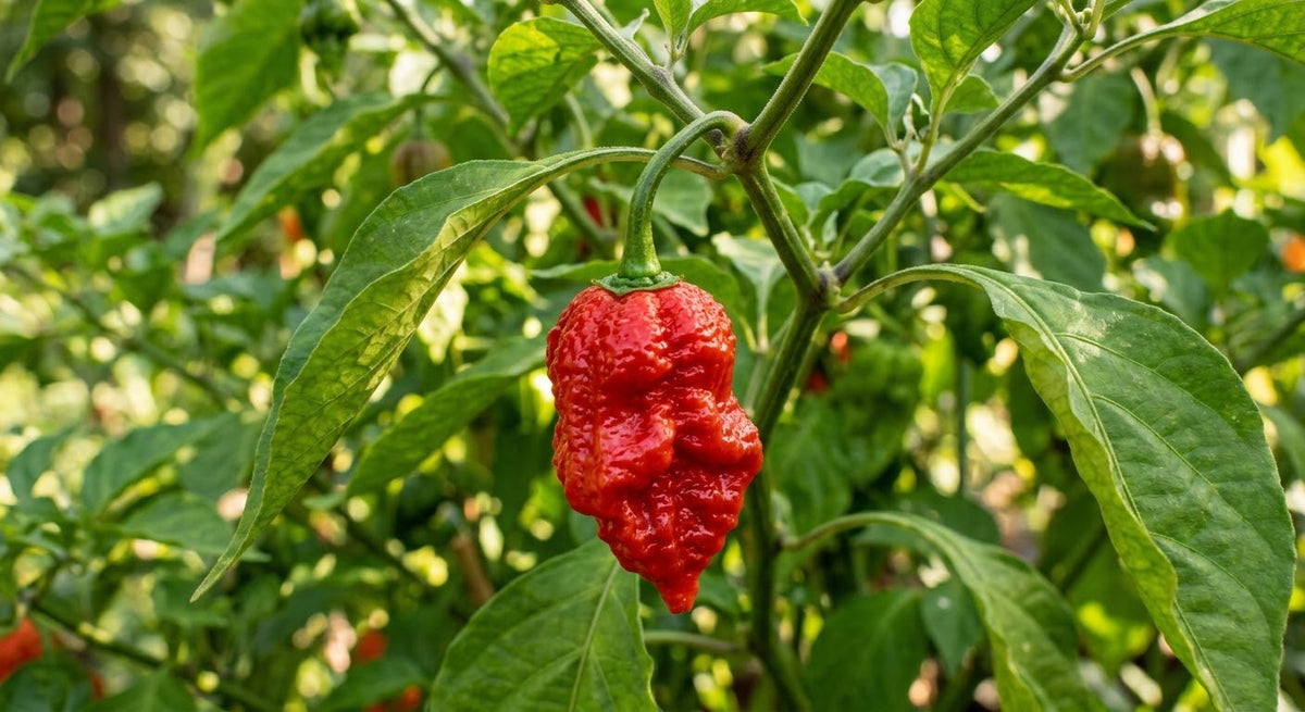 Hurtberry Pepper