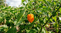 Orange Freeport Scotch Bonnet