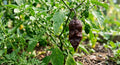 Chocolate Ghost Pepper